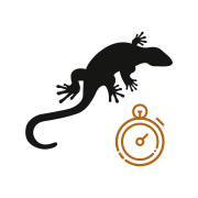 04-jekko-features-velocita